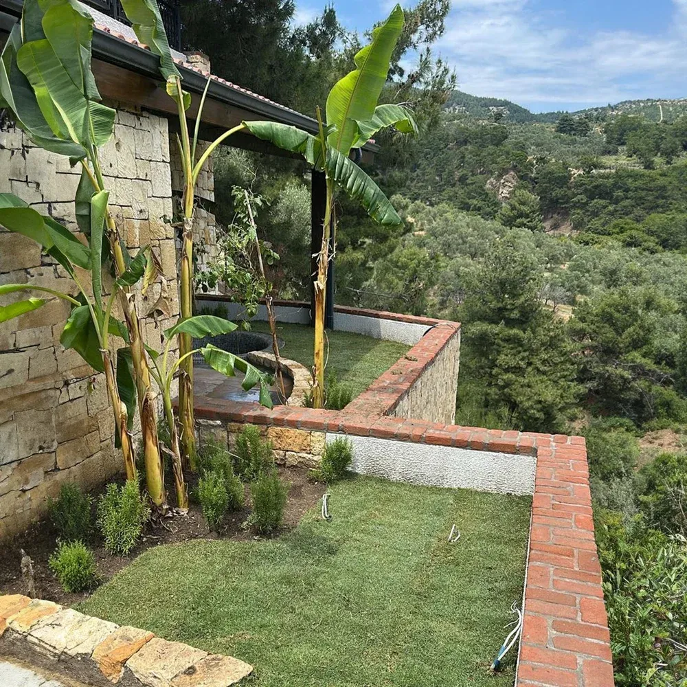 Tropical Planting With Bananas